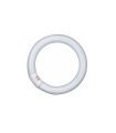 Tubo Fluorescente Circular 32w 6500K